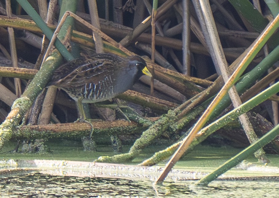 カオグロクイナ - ML620776399