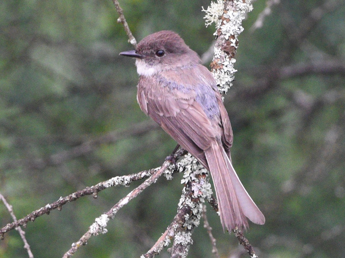 Eastern Phoebe - ML620776404