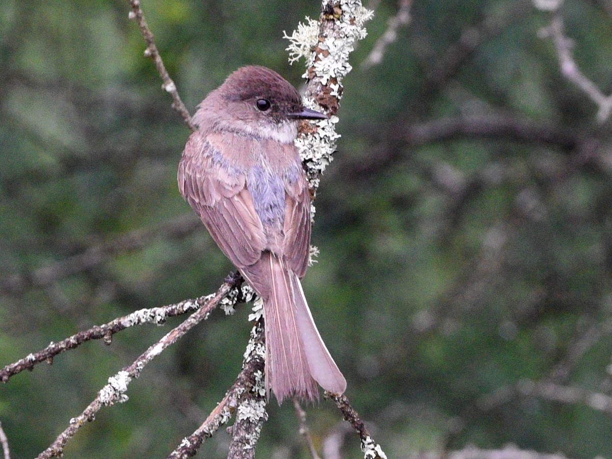 Eastern Phoebe - ML620776406