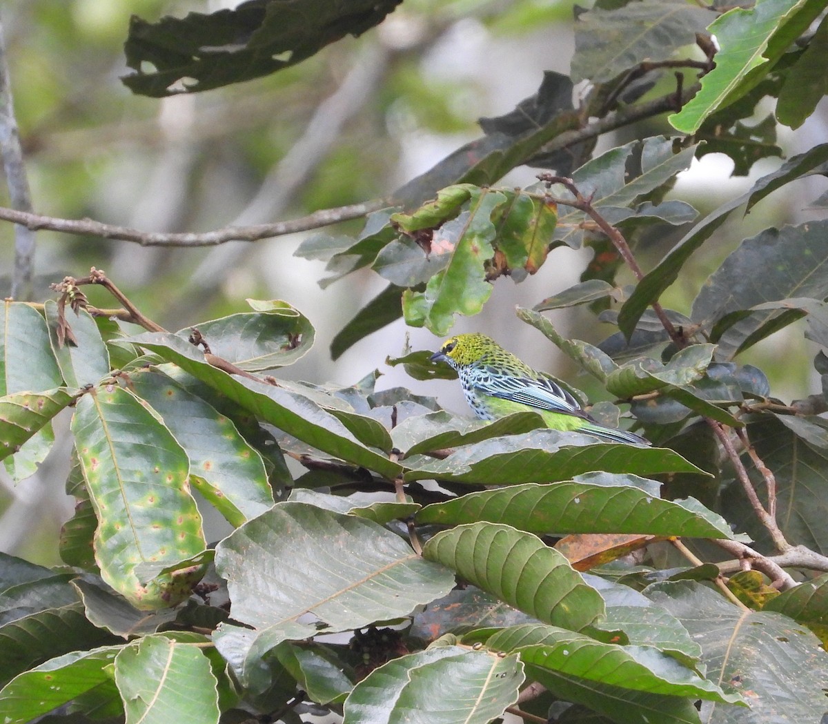 Speckled Tanager - ML620776408