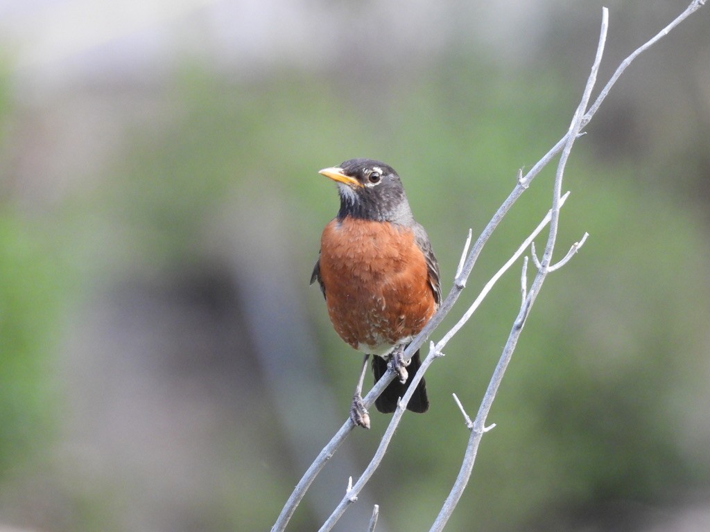 American Robin - ML620776411