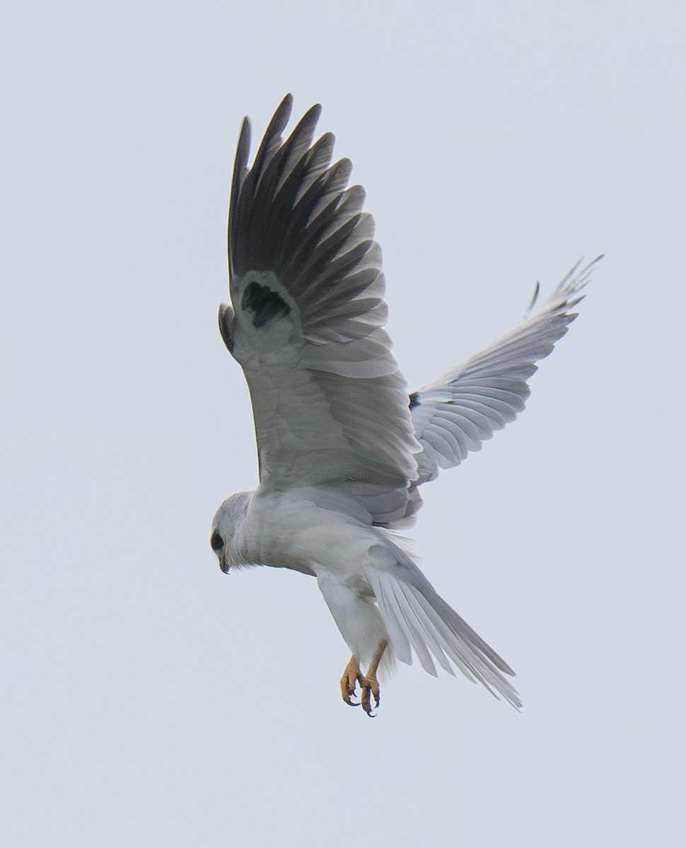 White-tailed Kite - ML620776412