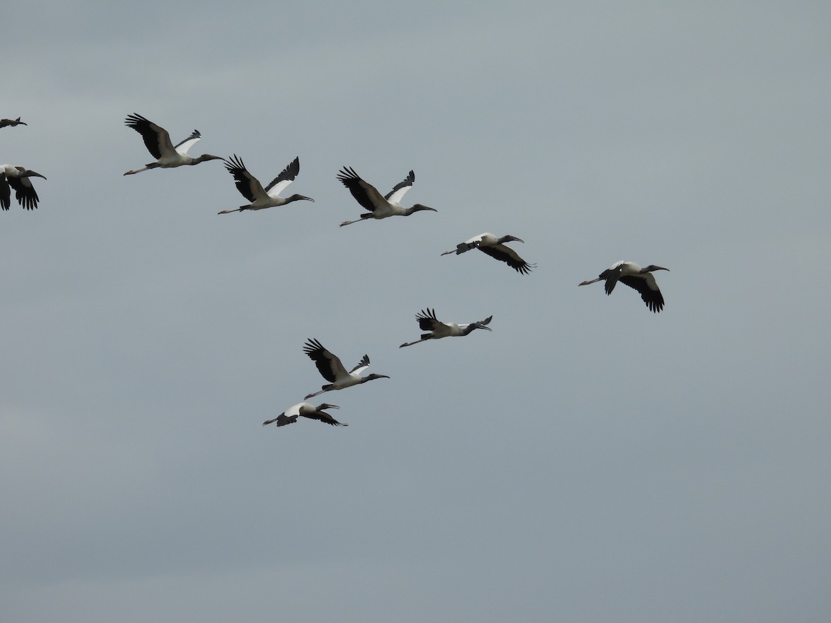 Wood Stork - ML620776413