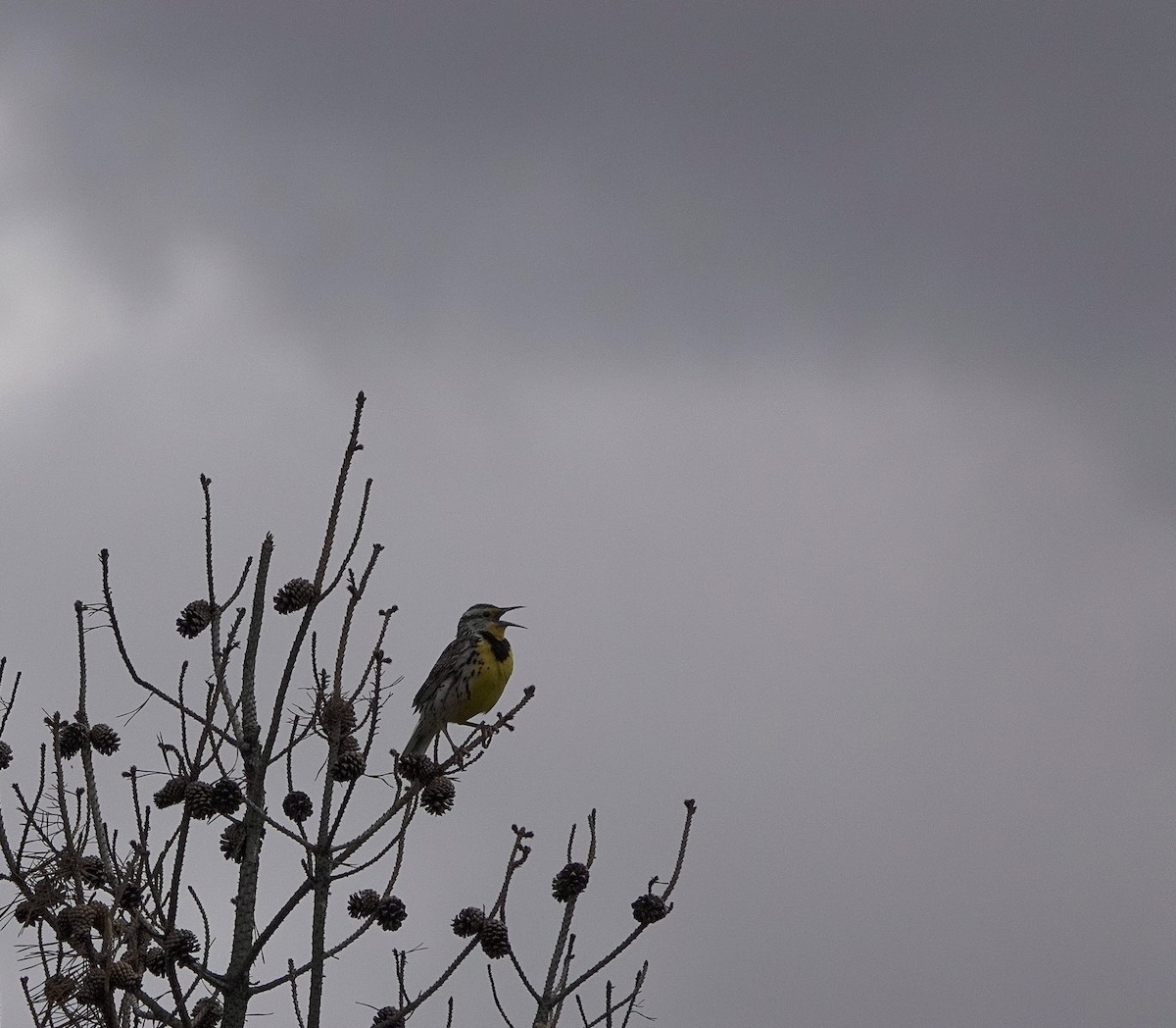 Western Meadowlark - ML620776415