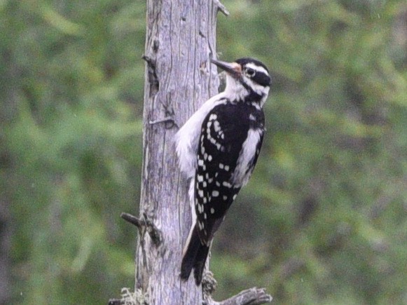 Hairy Woodpecker - ML620776421