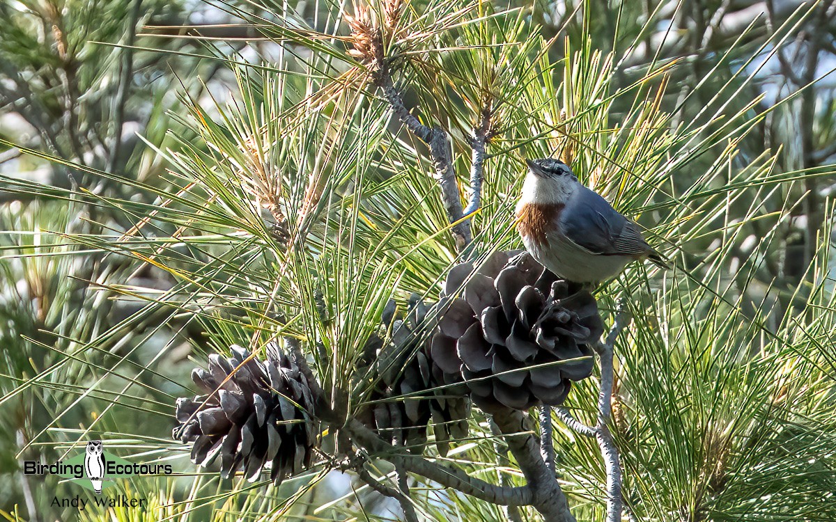 Krüper's Nuthatch - ML620776422