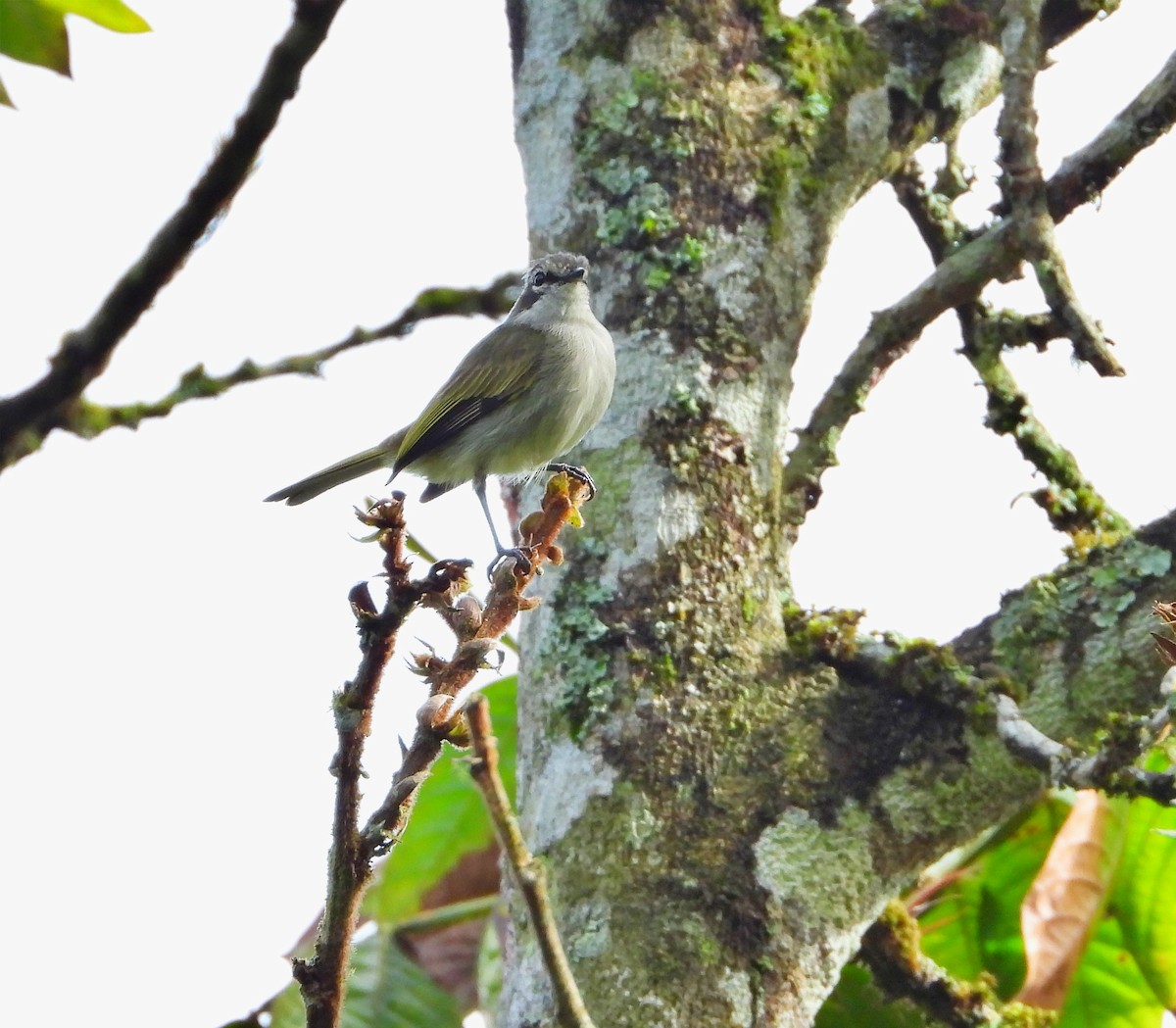 Venezuelan Tyrannulet - ML620776424