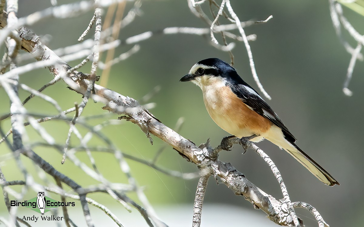 Masked Shrike - ML620776427