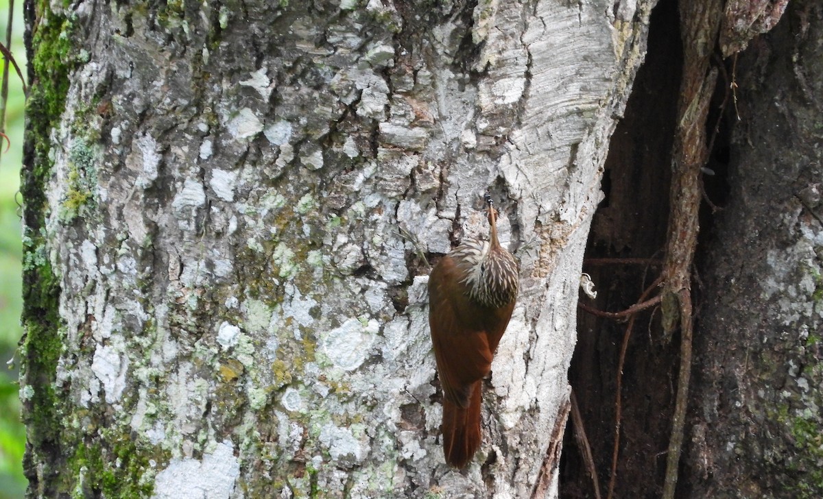 Streak-headed Woodcreeper - ML620776430