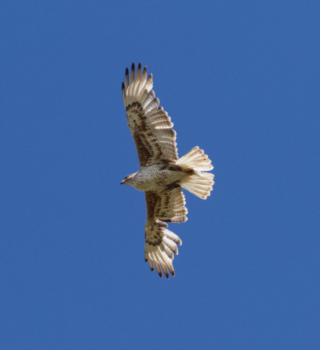 Ferruginous Hawk - ML620776431