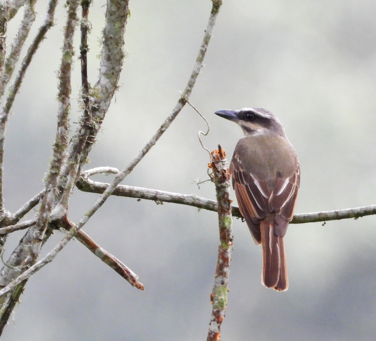 Golden-bellied Flycatcher - ML620776433