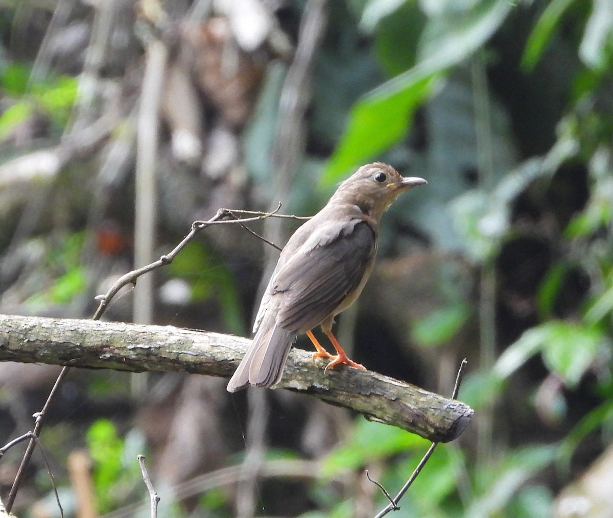 Yellow-legged Thrush - ML620776436