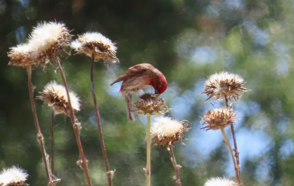 Purple Finch - ML620776439