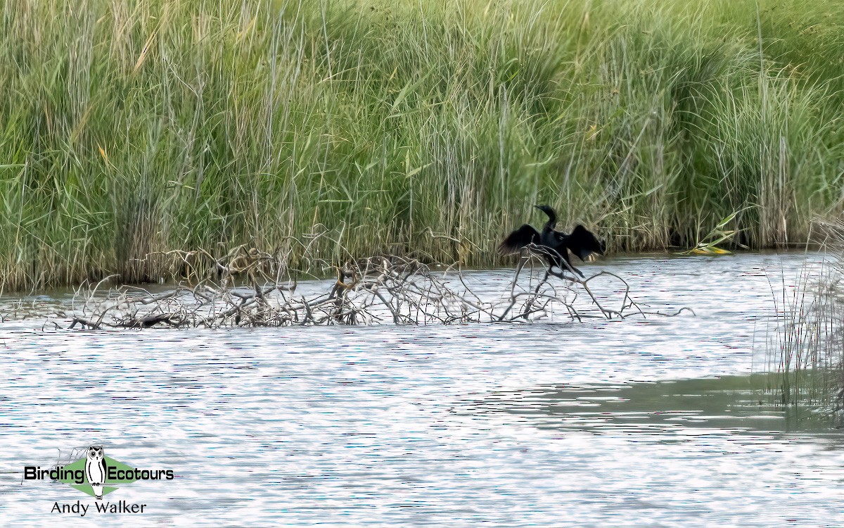 Pygmy Cormorant - Andy Walker - Birding Ecotours