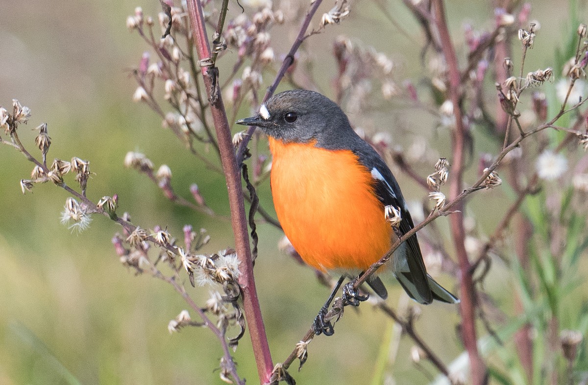 Flame Robin - John Daniels