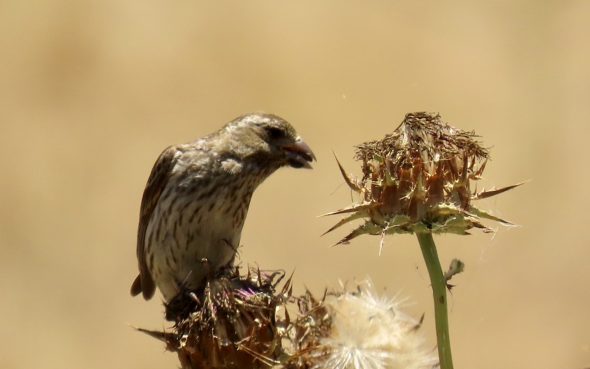 Purple Finch - Petra Clayton