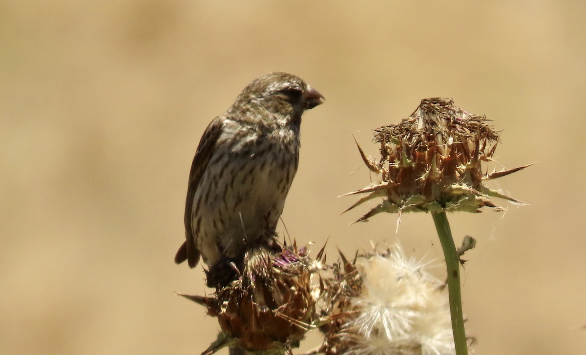 Purple Finch - ML620776445