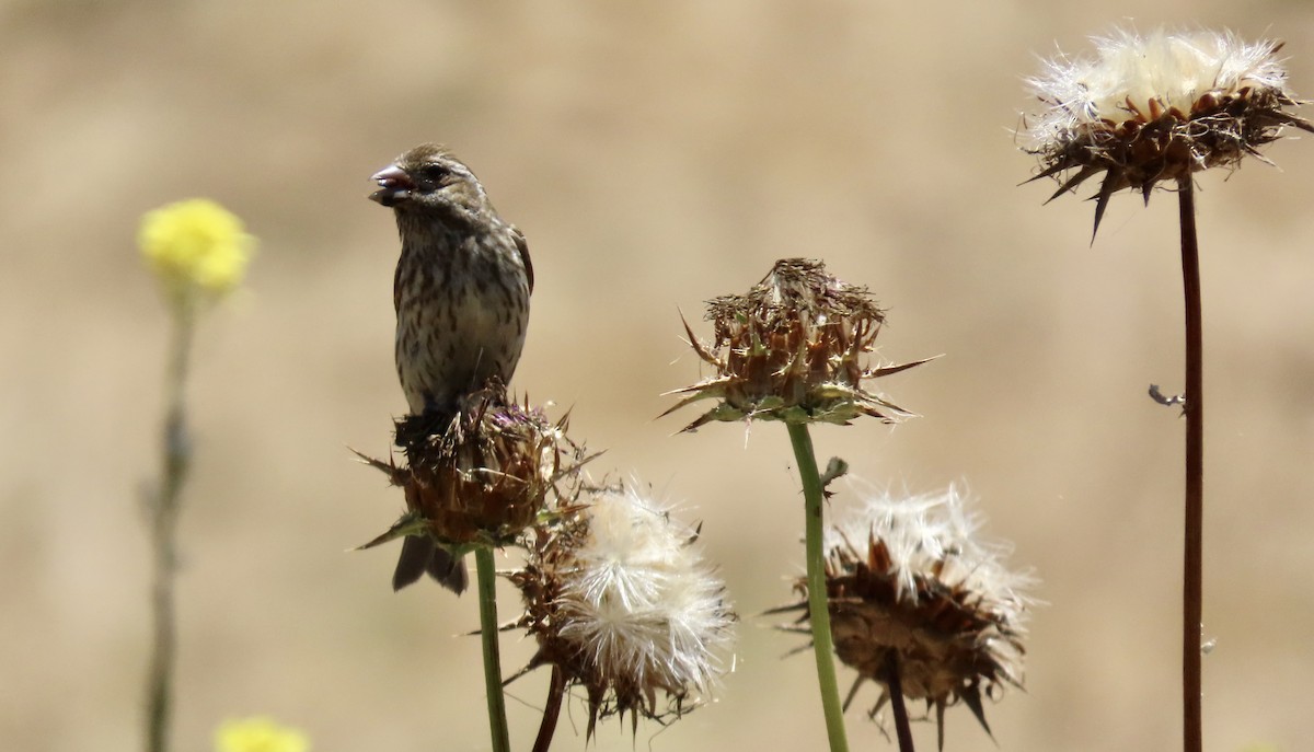 Purple Finch - ML620776450