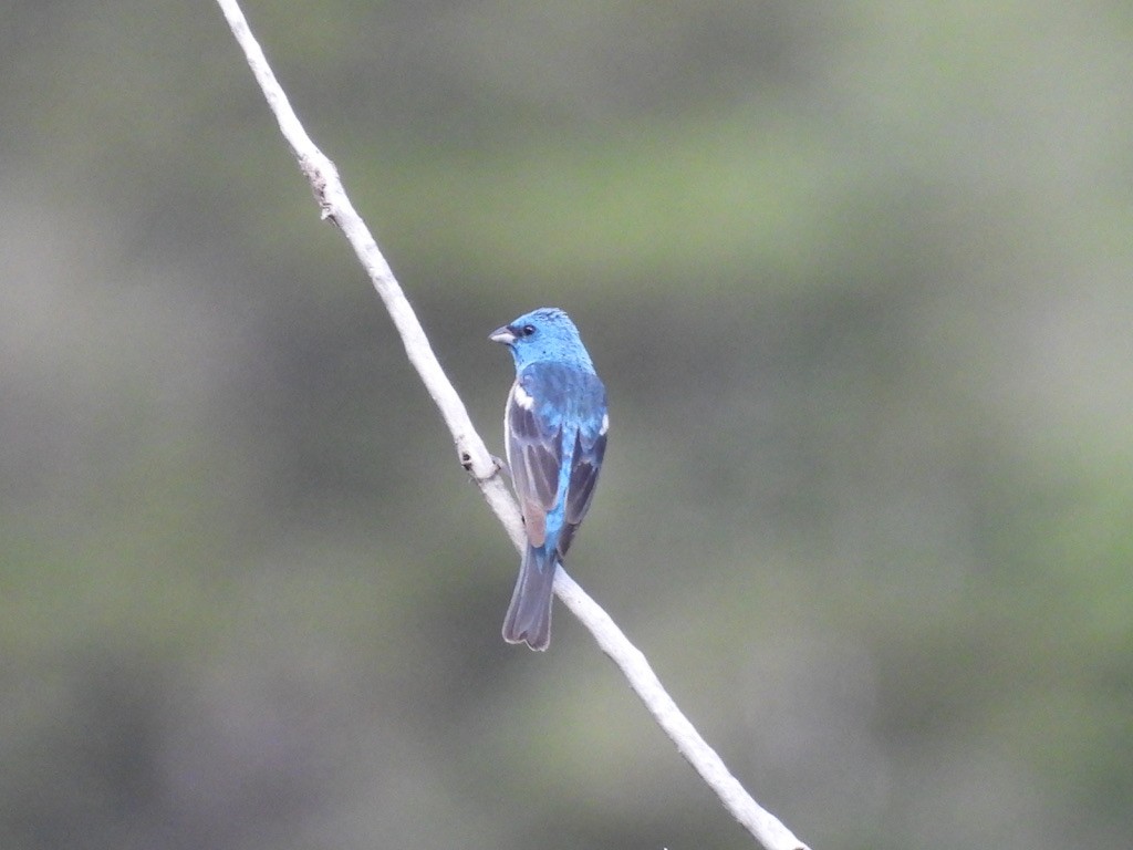 Lazuli Bunting - ML620776453