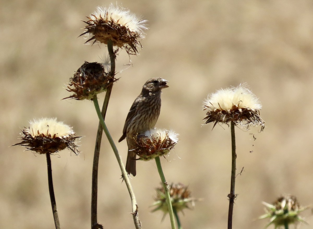 House Finch - ML620776454