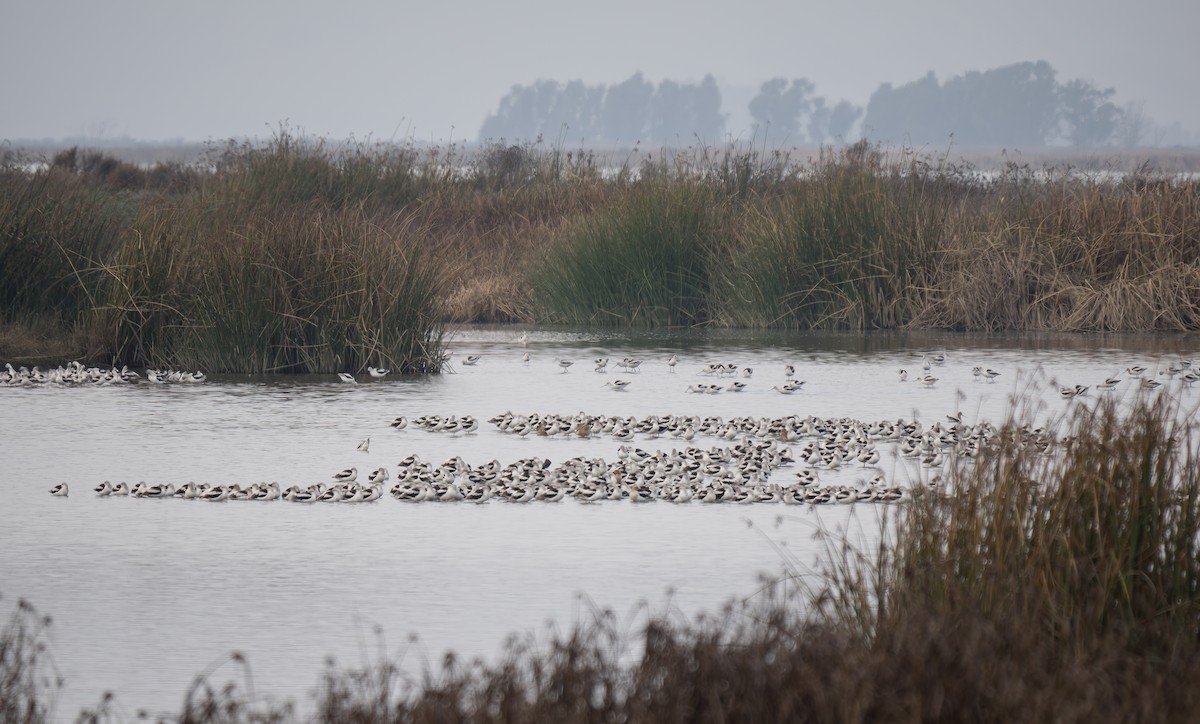 Avoceta Americana - ML620776456