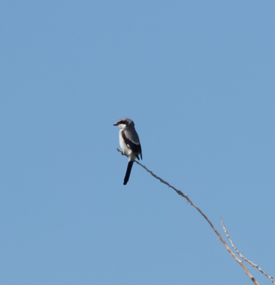 Loggerhead Shrike - ML620776459