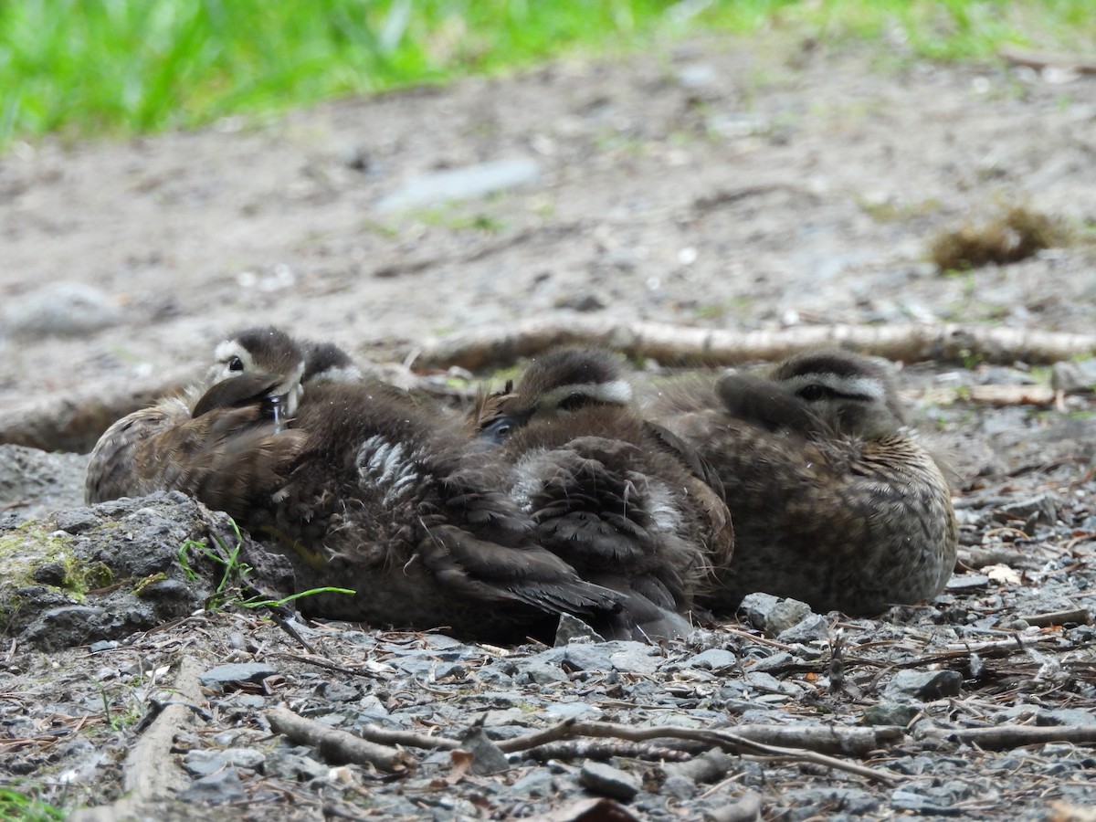 Wood Duck - ML620776462