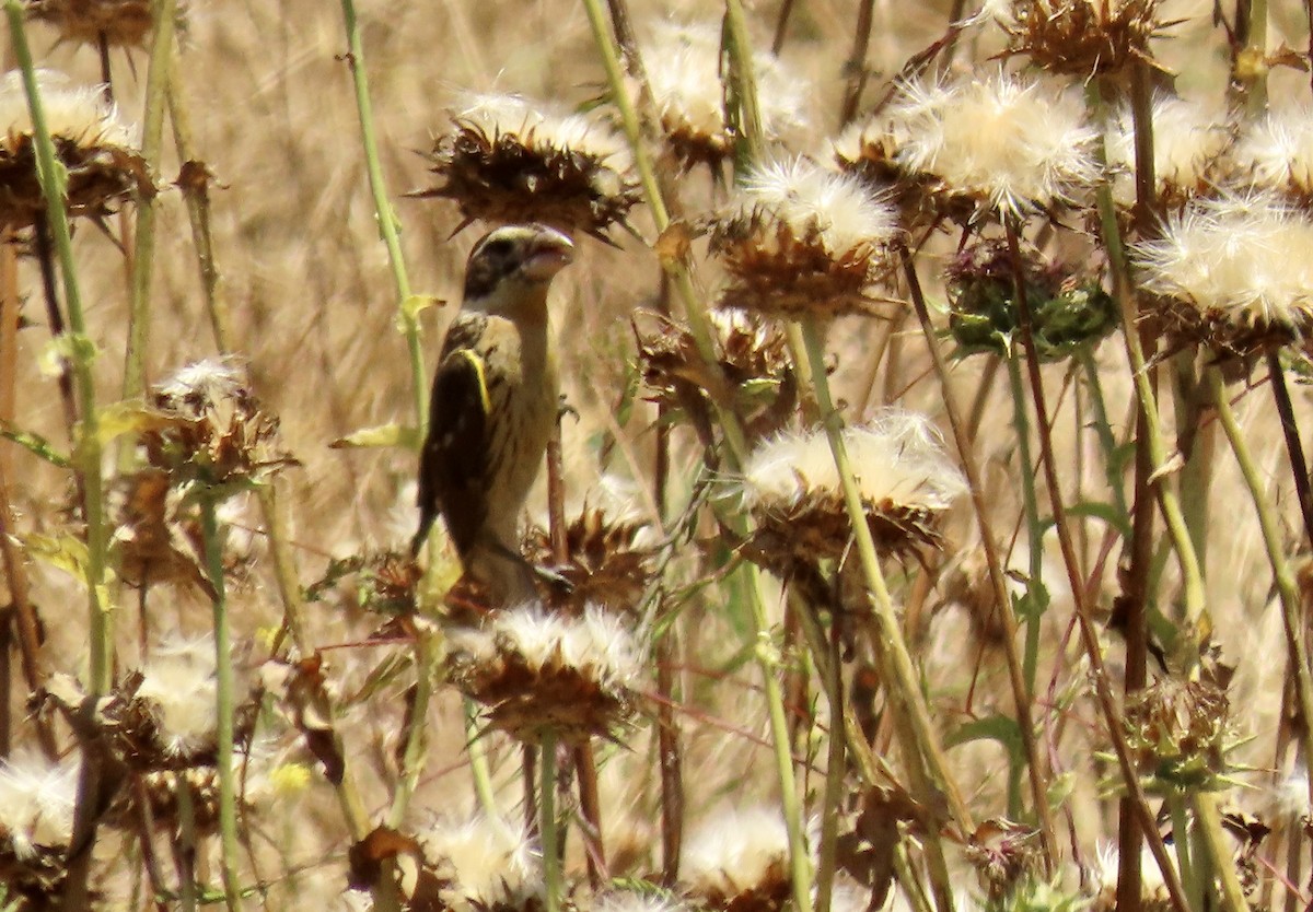 Black-headed Grosbeak - ML620776466