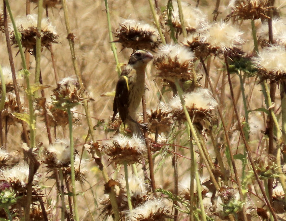 Black-headed Grosbeak - Petra Clayton