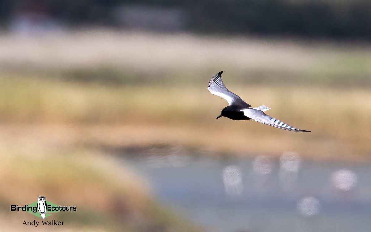 White-winged Tern - ML620776469