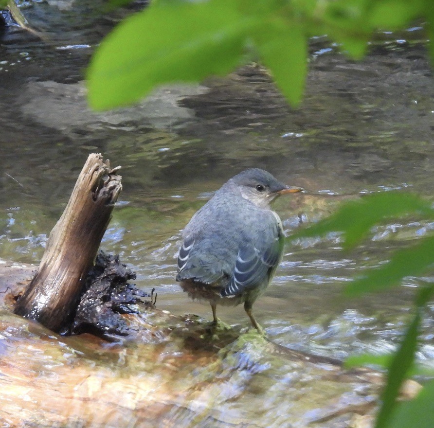 American Dipper - ML620776476