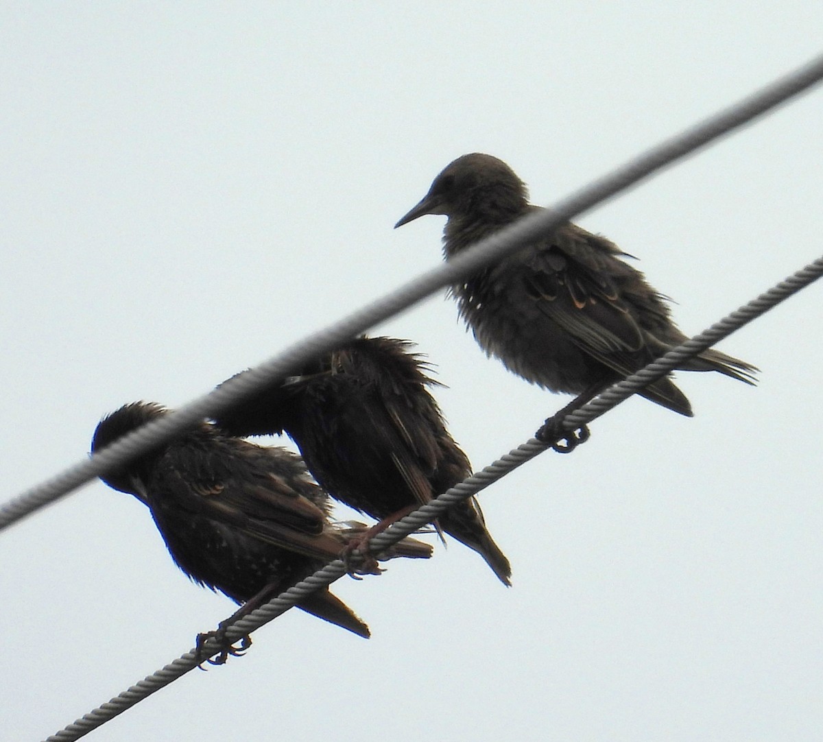 European Starling - ML620776478