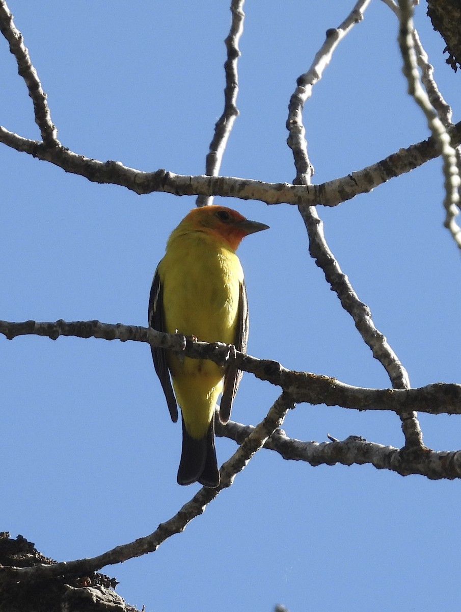 Western Tanager - ML620776479