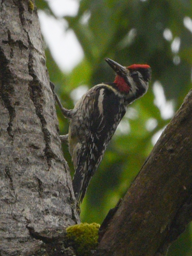 Yellow-bellied Sapsucker - ML620776481