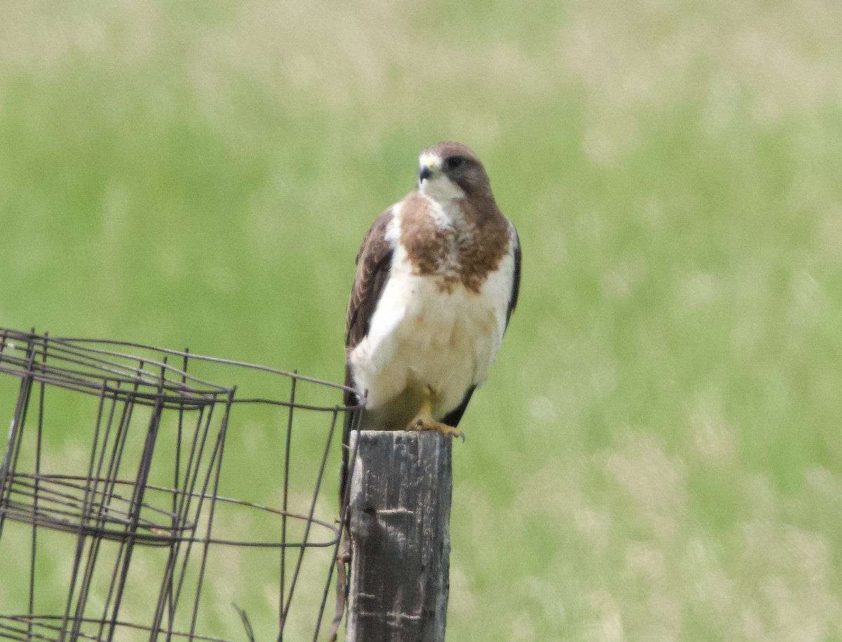 Swainson's Hawk - ML620776486