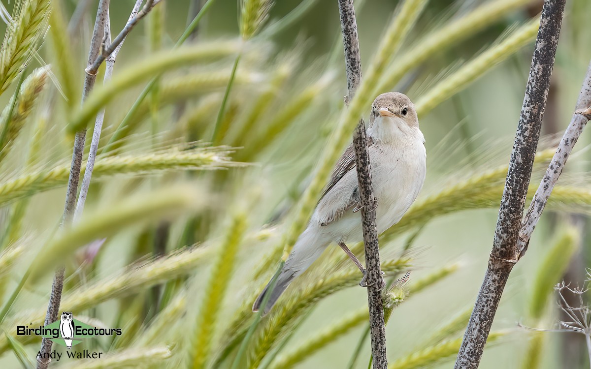 Eastern Olivaceous Warbler - ML620776489