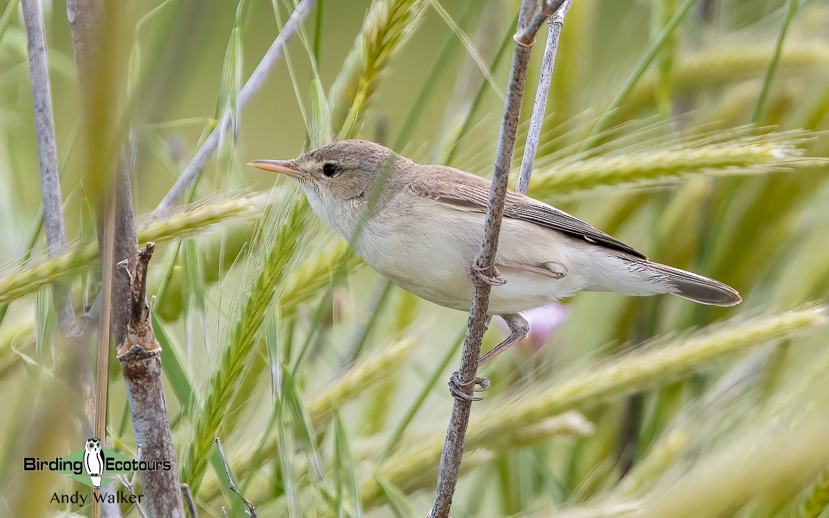 Eastern Olivaceous Warbler - ML620776490