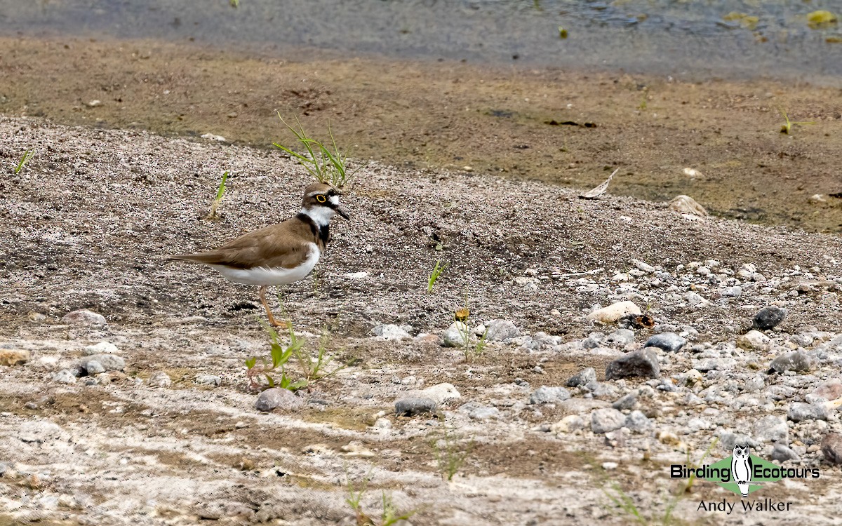 Little Ringed Plover (curonicus) - ML620776494
