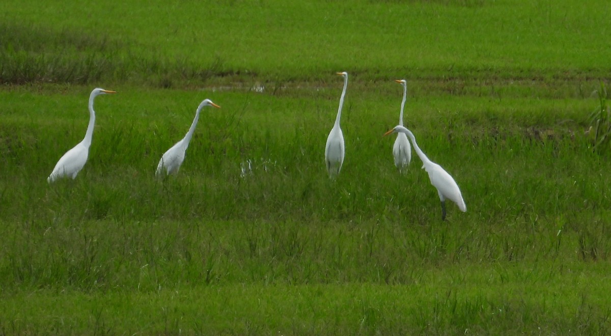 Great Egret - ML620776496