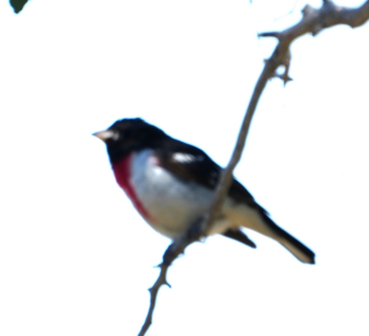 Rose-breasted Grosbeak - ML620776497