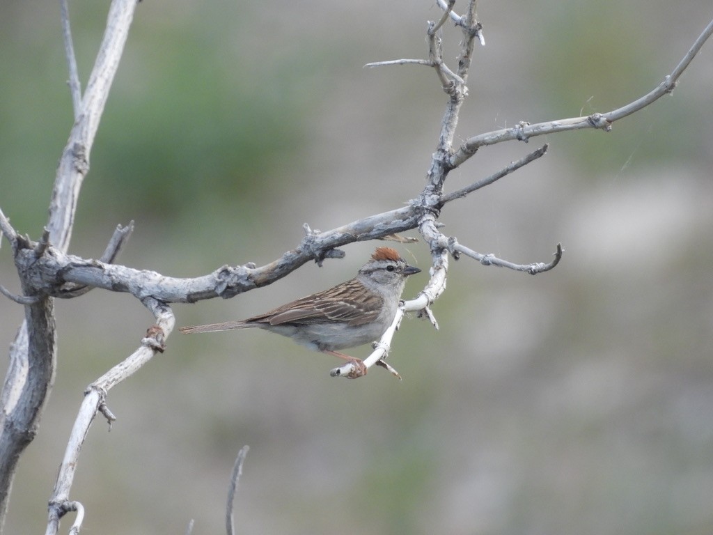 Chipping Sparrow - ML620776498