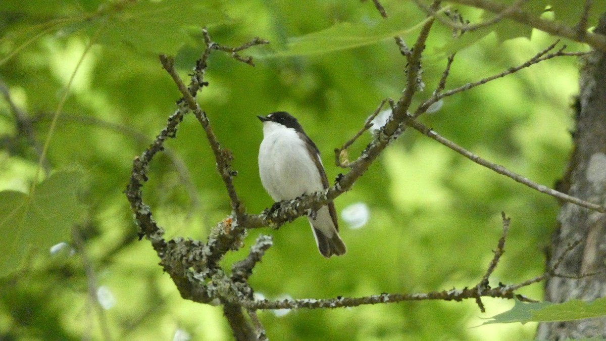 European Pied Flycatcher - ML620776500