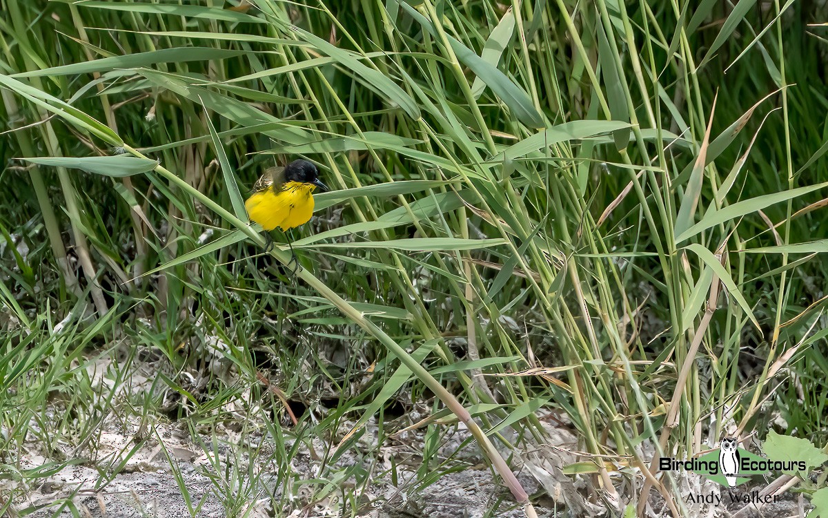 Western Yellow Wagtail (feldegg) - Andy Walker - Birding Ecotours