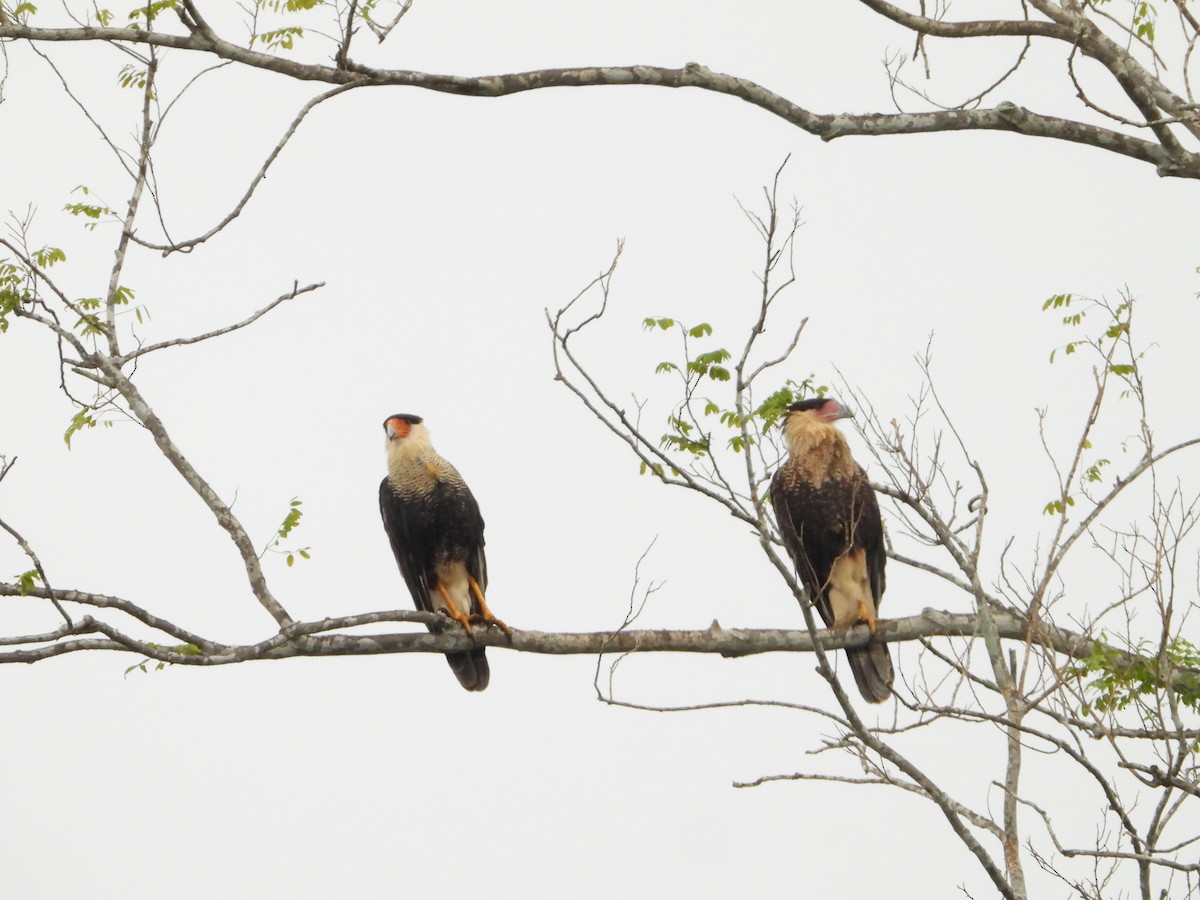 Crested Caracara - ML620776508