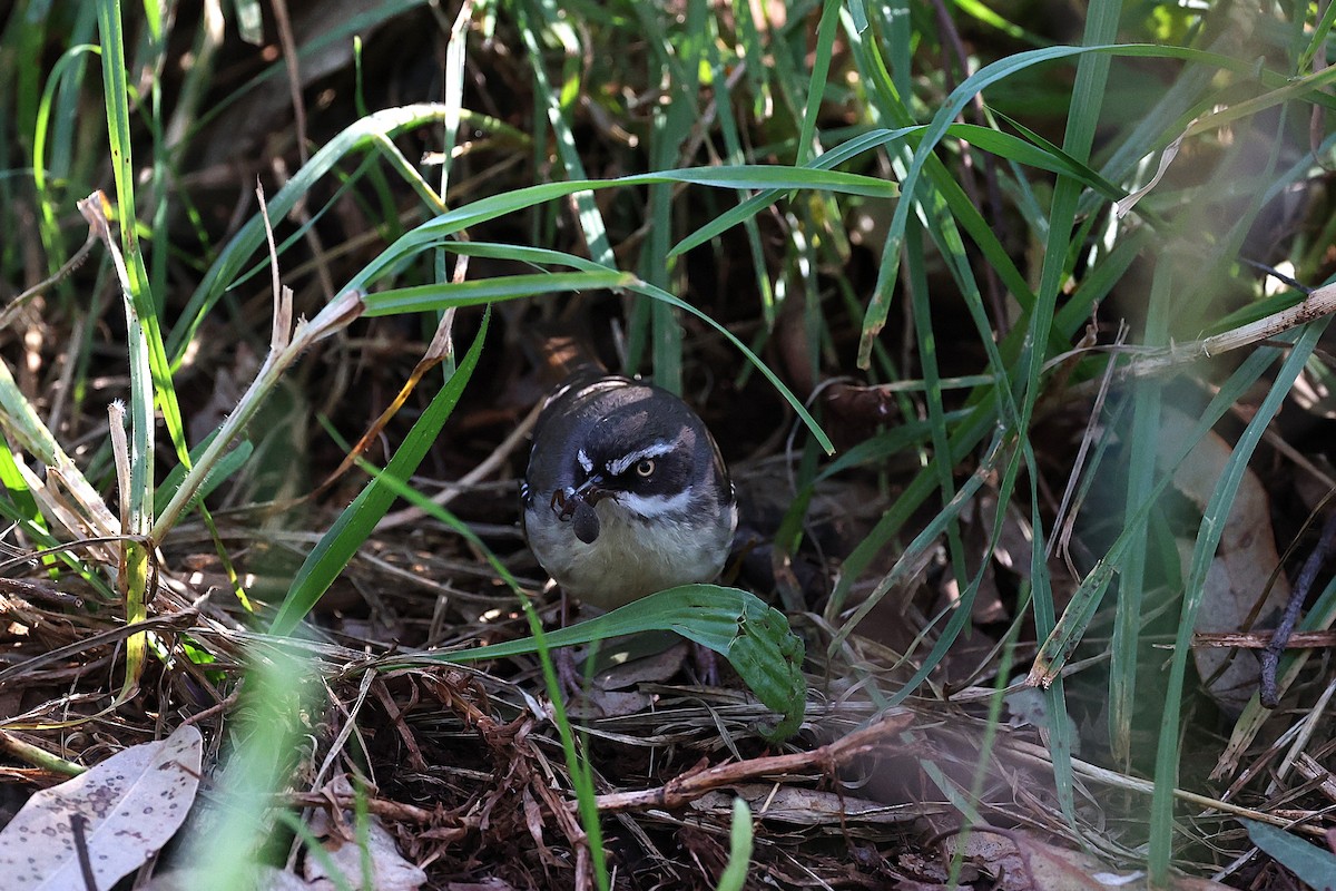 Weißbrauensericornis - ML620776509