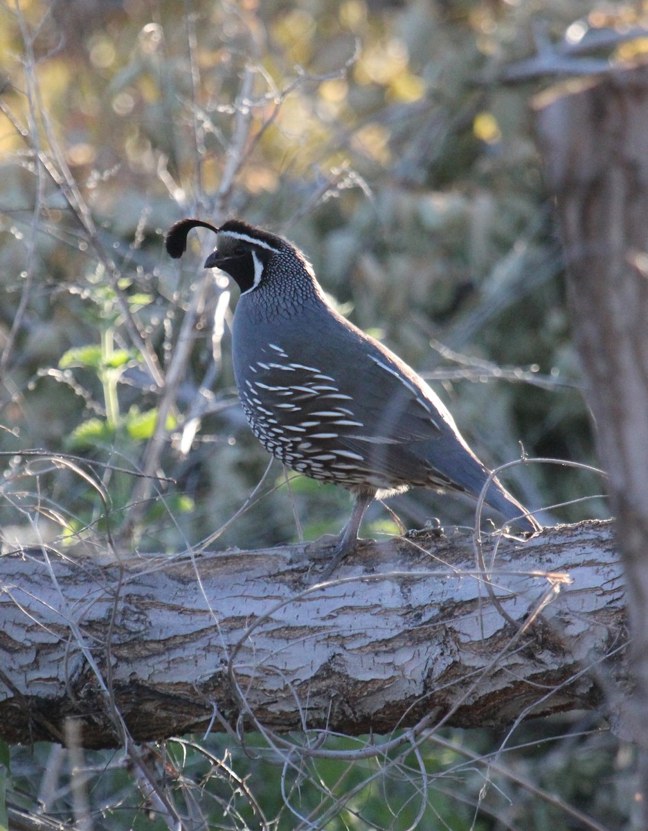 California Quail - ML620776512