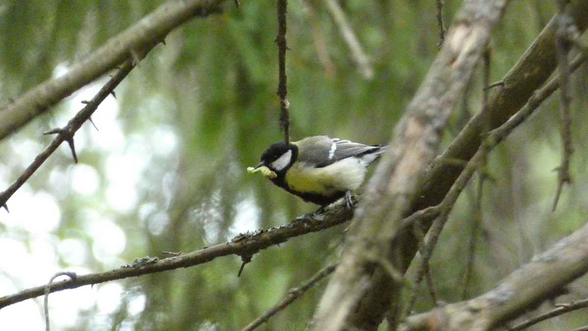 Great Tit - Malini Kaushik