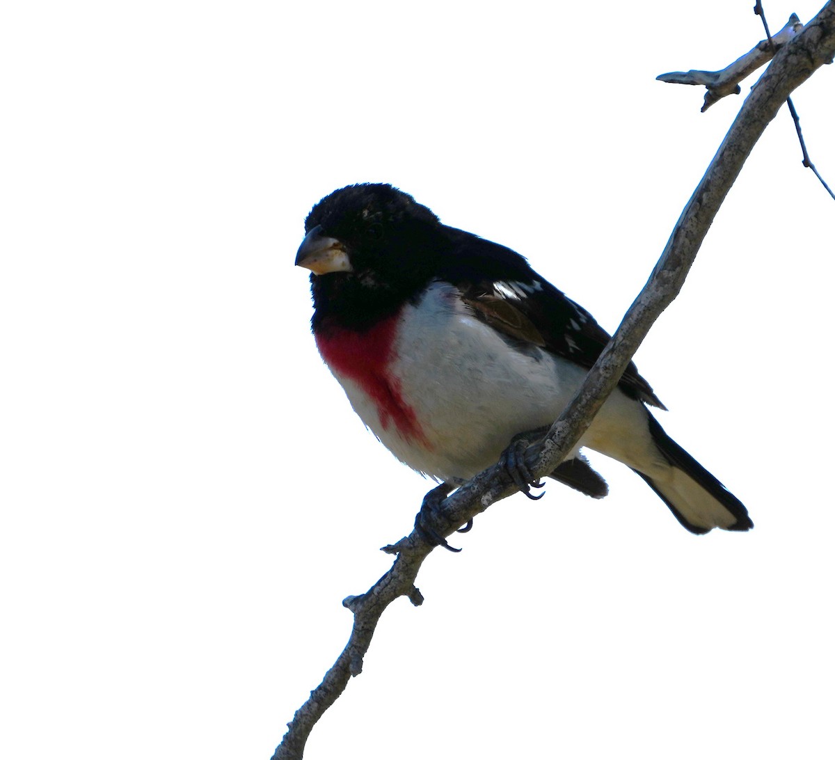 Rose-breasted Grosbeak - Richard Norton