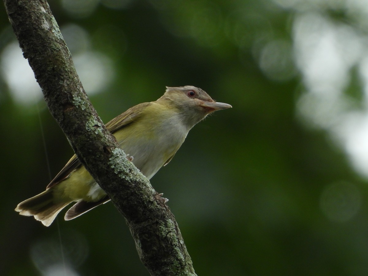 Yellow-green Vireo - ML620776519