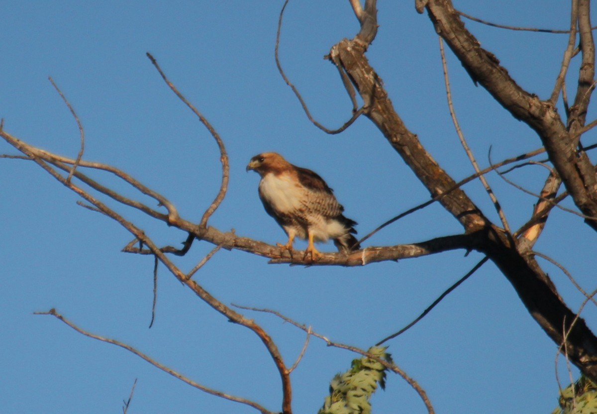 Red-tailed Hawk - ML620776521